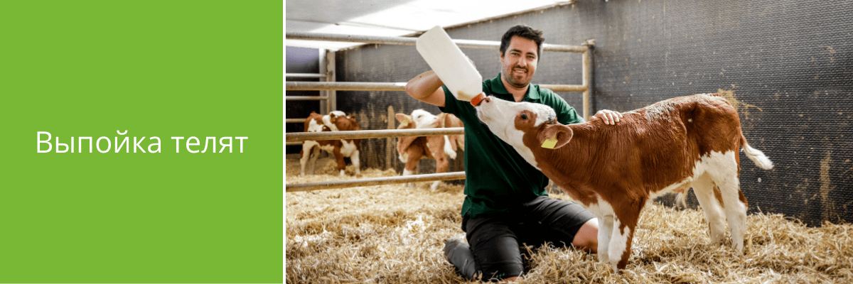 Выпойка телят