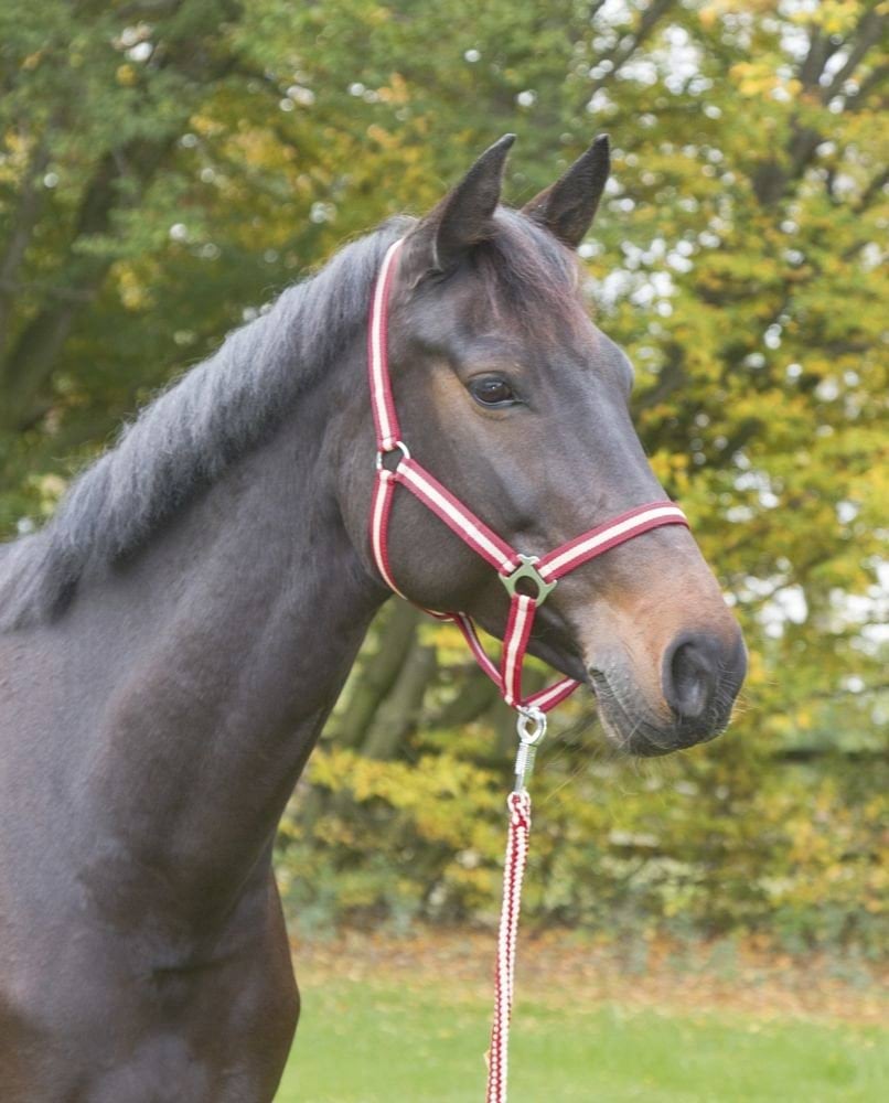 Nylon Halter Hippo, Shetty bordeaux/beige