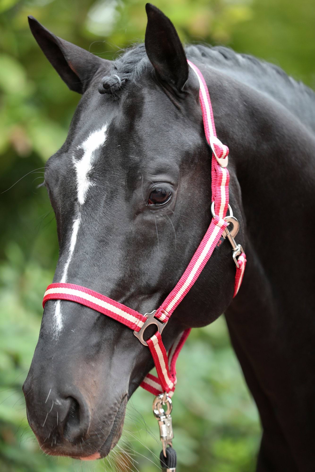 Nylon Halter Hippo, Foal bordeaux/beige