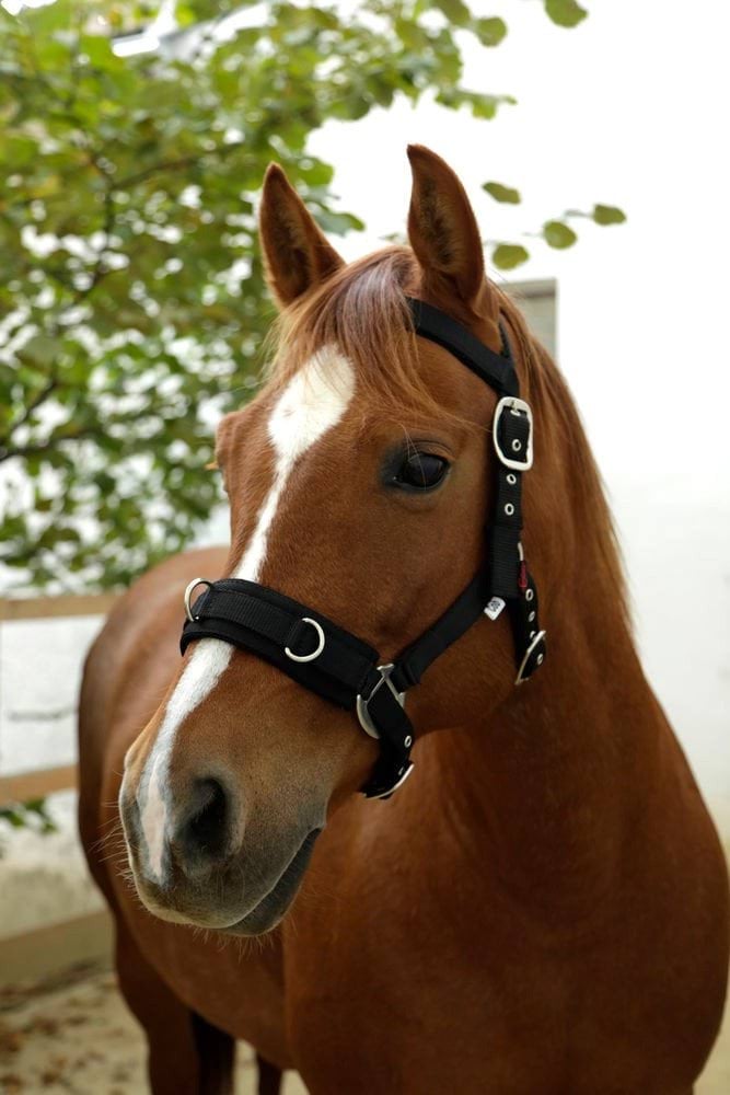 Кавессон для лошади, черный, размер Full, Covalliero