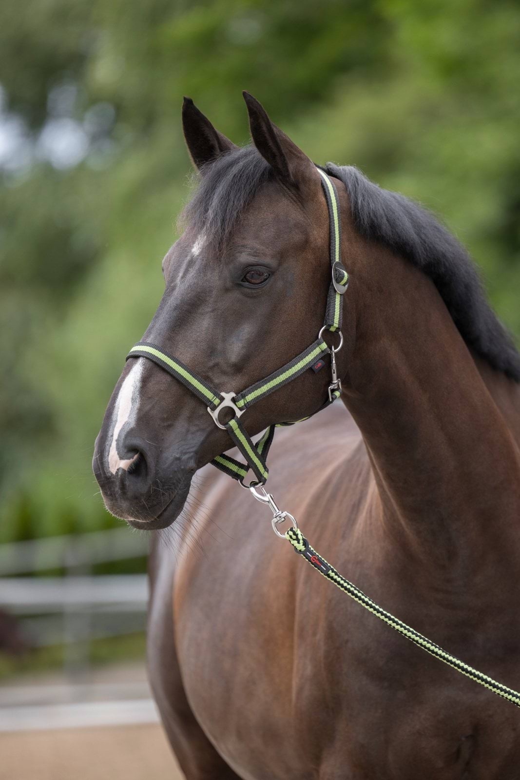 Недоуздок для коня Hippo, антрацитовий/світло-зелений, розмір Pony, Covalliero