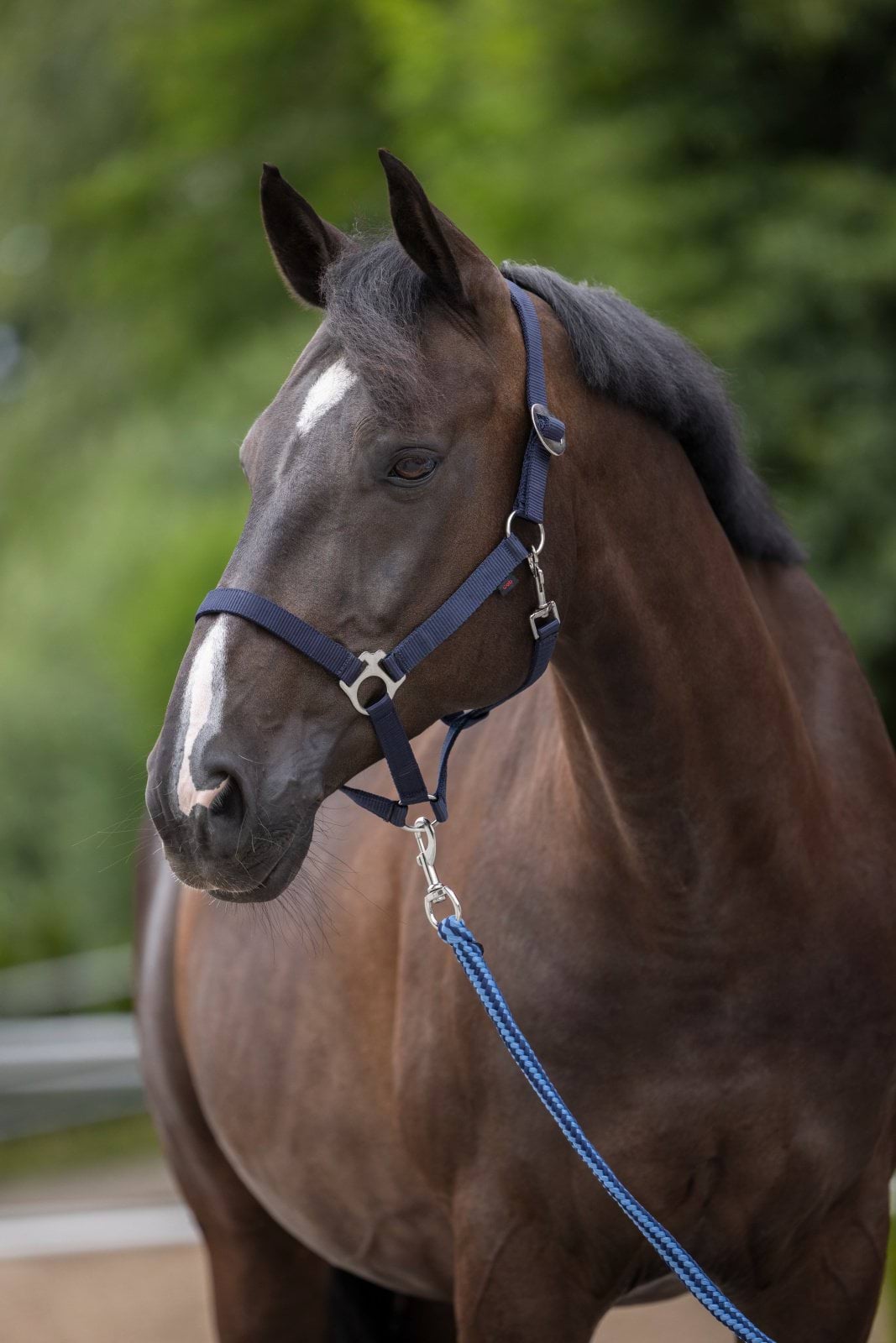 Недоуздок для коня Hippo, синій, Covalliero