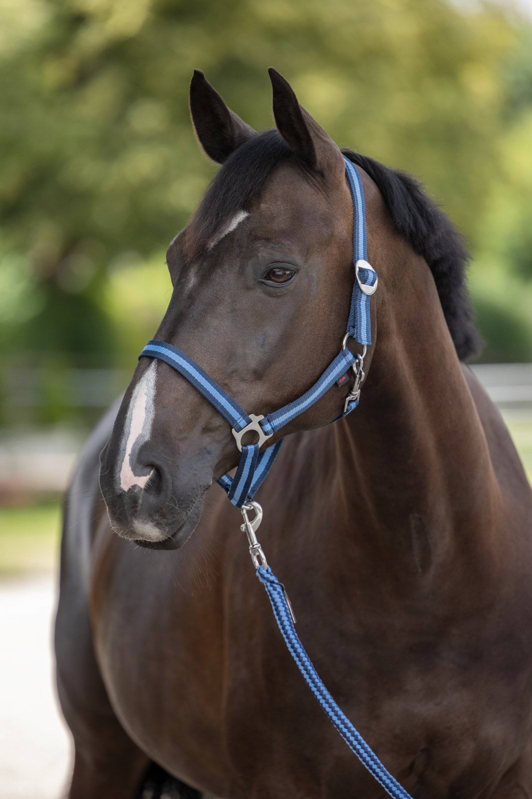 Недоуздок для коня Hippo, синій/блакитний, розмір Full, Covalliero