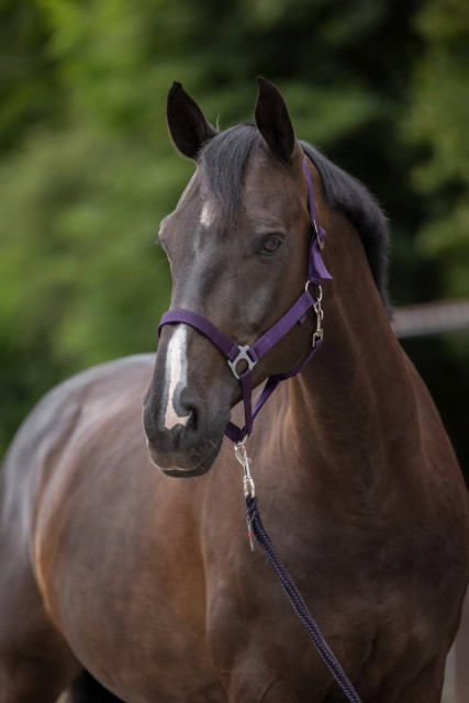 Недоуздок для лошади Hippo, фиолетовый, Covalliero