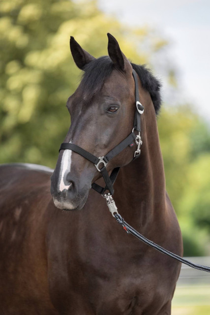 Недоуздок для лошади Hippo, черный, Covalliero