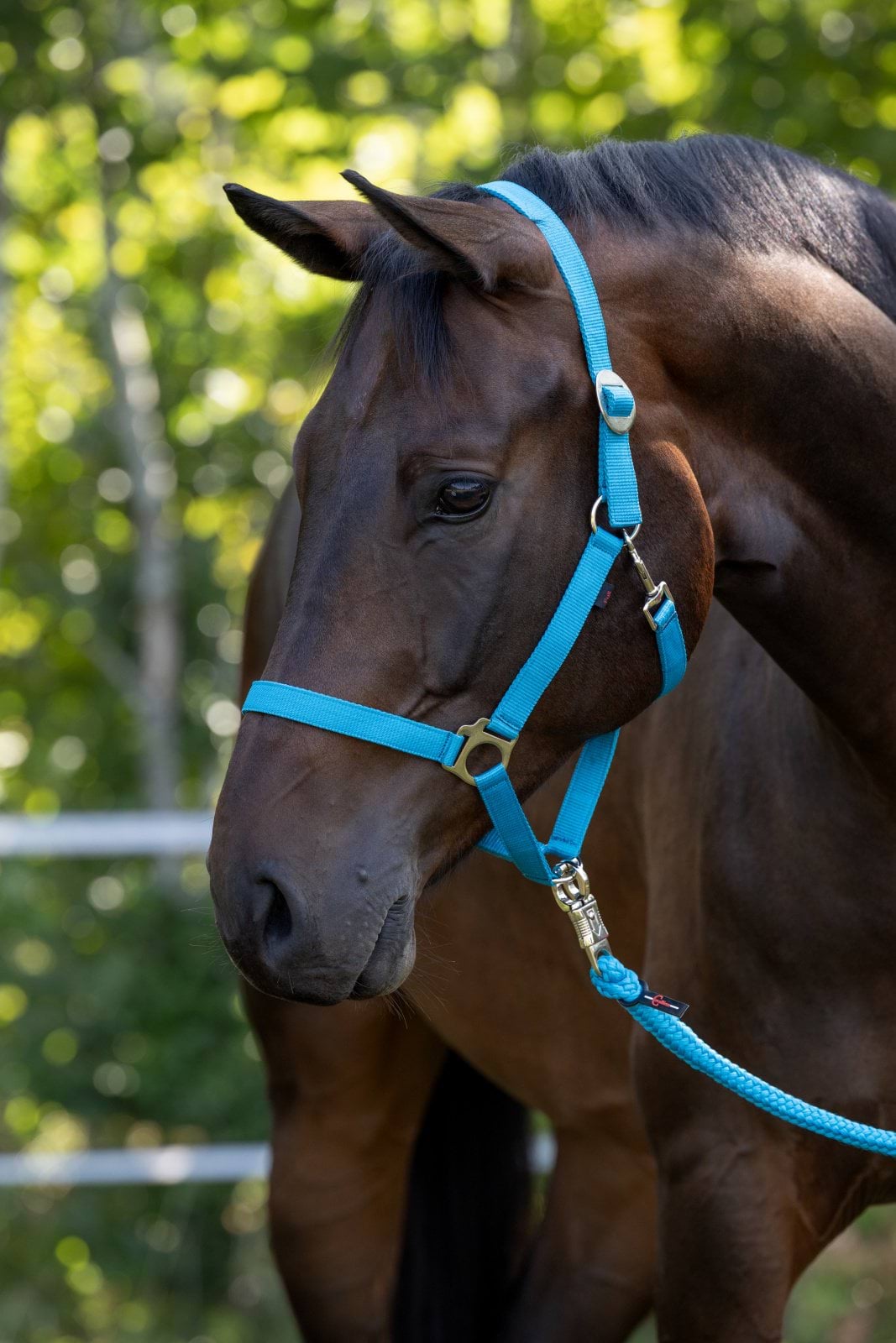 Кантар для лошади Hippo, синий, Cob, Covalliero
