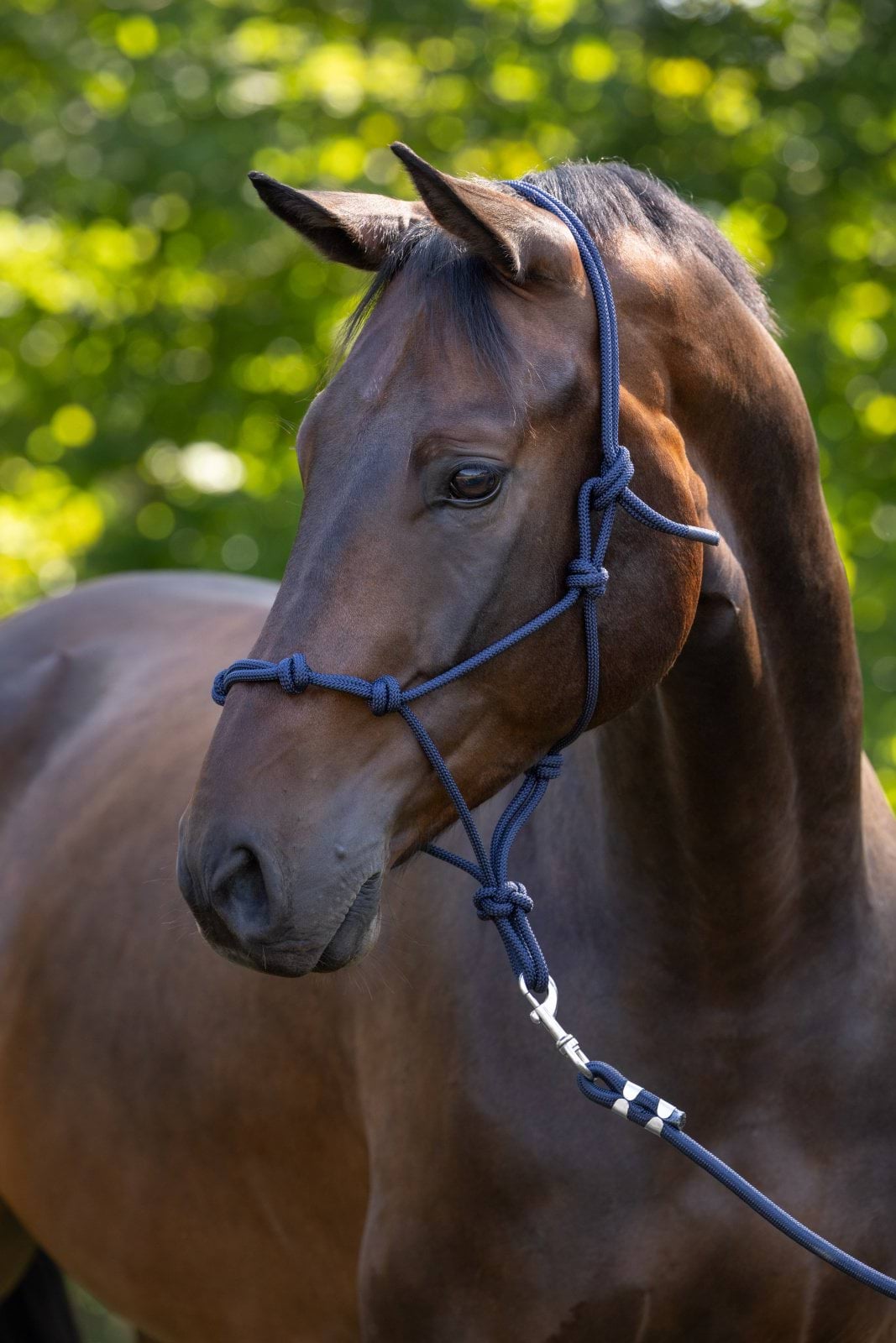 Rope halter, navy, Cob, Covalliero