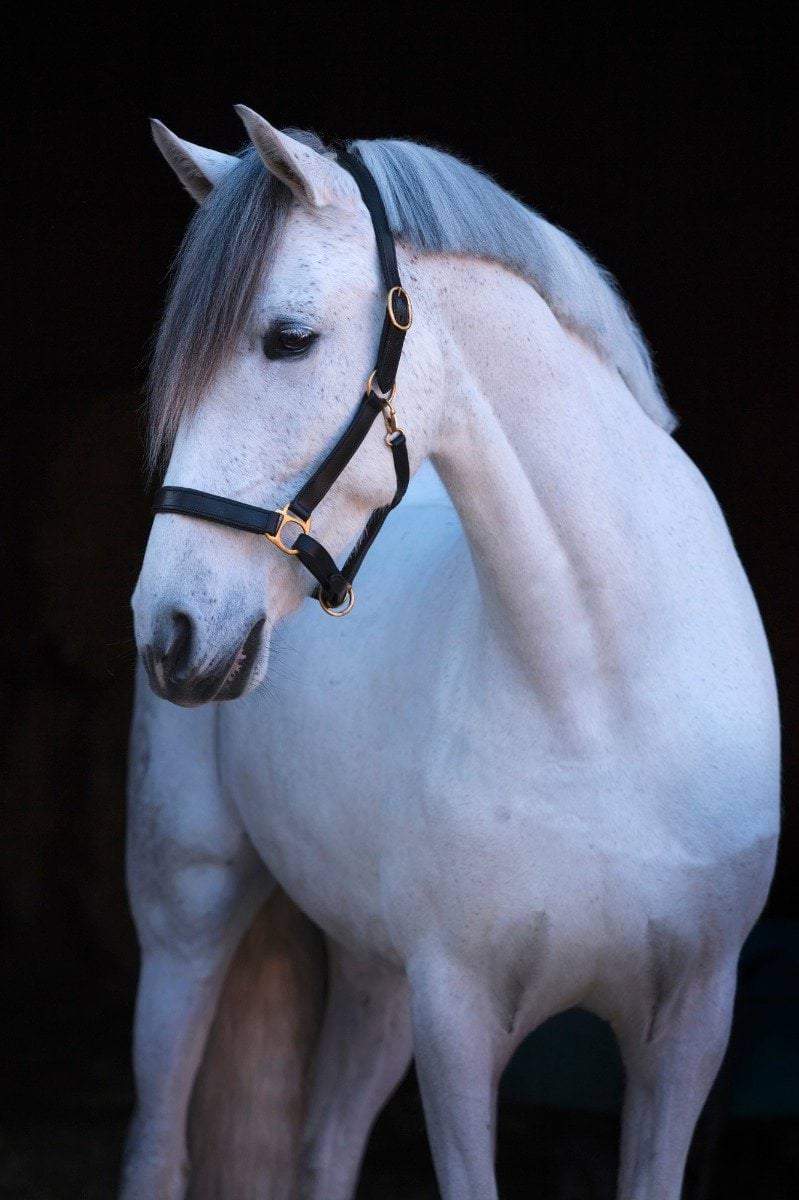 Halter Eco, Leather black, Full