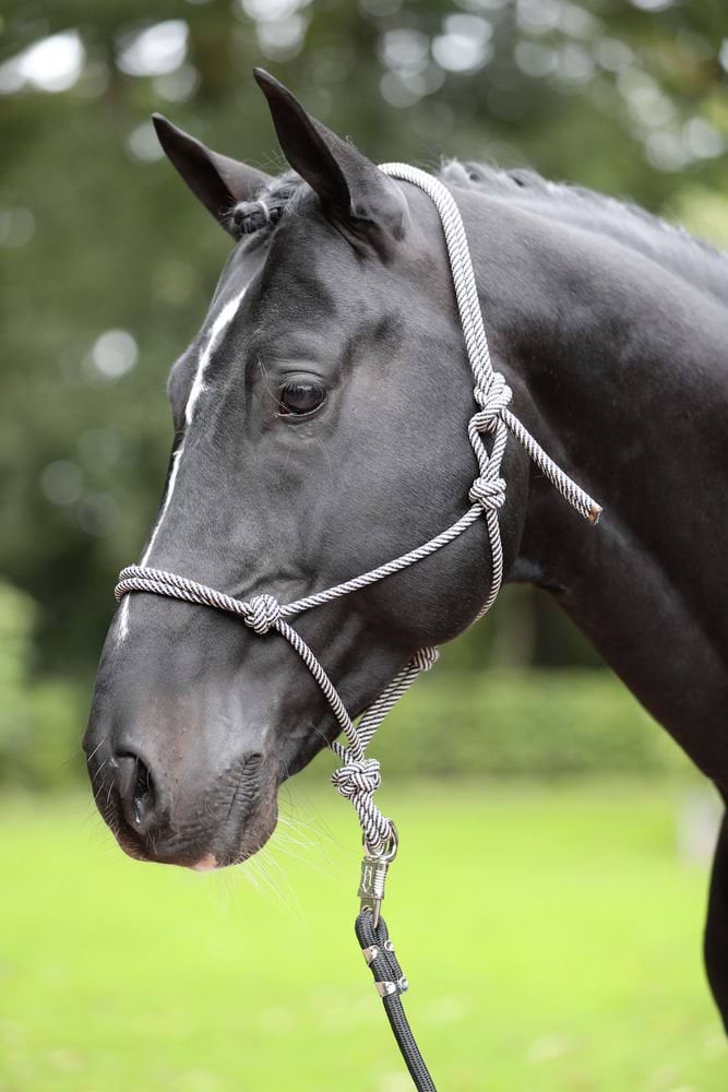 Недоуздок веревочный для лошади, синий/бежевый, размер Cob, Covalliero
