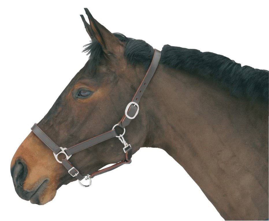 Недоуздок для лошади Eco, кожаный, коричневый, размер Full, Covalliero